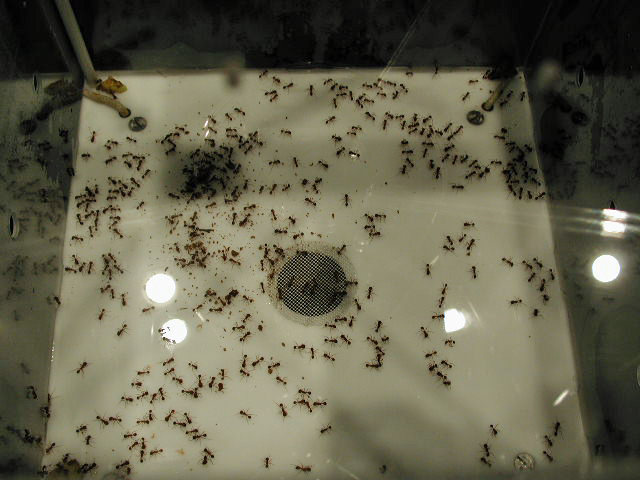 <a href="https://remocampopiano.com/installation/eight-bit-ant-farm" title="Click title for more info...">Dorky Museum</a>